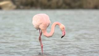 Greater Flamingo [upl. by Yrokcaz]