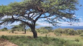 Tree Climbing Lions at Lake Nakuru National Park Kenya 🇰🇪🇰🇪🇰🇪 enjoy [upl. by Holtorf]