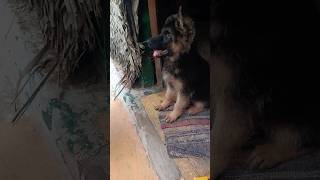 Dog food guidelines✨❤️dog food shorts trending germanshepperd tamil puppy [upl. by Leahcimal]