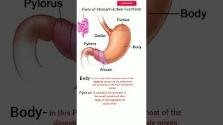 Parts of Stomach anatomy amptheir functions anatomy [upl. by Enelrak]