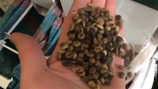 Winnowing machine ISM5 th  coffee beans cleaning and sorting [upl. by Tiedeman469]