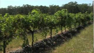 Tyrrells Winery Hunter Valley NSW Australia [upl. by Ahse]