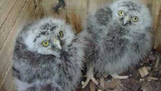 Morepork ruru chicks and mum at ZealandiaKarori Sanctuary [upl. by Conte]