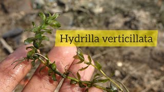 Hydrilla verticillata  Plant we use in Experiment to demonstrate Oxygen evolve in Photosynthesis [upl. by Ykceb]