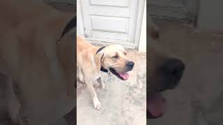 Captainbullykutta indianmastiff animallover pitbullkabaap indian mastiff [upl. by Eyllom]