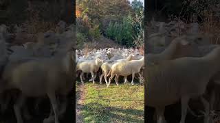 Dhent e DANI FARM bozovca viral sheeps sharrmountain travel hiking hikingadventures [upl. by Ardnaiek]