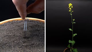 Growing Mustard Time Lapse  Seed To Flower in 37 Days [upl. by Teryn]