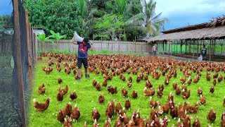 Freerange Chicken Farming  Episode 59│Harvesting hundreds of eggs amp Feeding 800 native chickens [upl. by Ahsinauj]