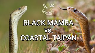 Black mamba vs Coastal taipan  Battle of the deadly snakes [upl. by Nagey641]