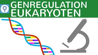 Genregulation bei Eukaryoten einfach erklärt  TATABox Enhancer Silencer etc  Genregulation 2 [upl. by Animor]