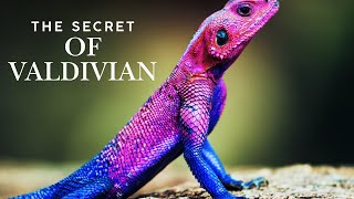 Secrets of the Valdivian Rainforest Incredible Animals You Wont Believe Exist [upl. by Lirret306]