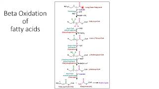 Lipids Metabolism Triglyceride FAs Cholesterol Eicosanid  Lecture 11d [upl. by Nolyad255]