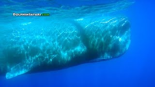 Over 60 Sperm Whales Surround Whale Watching Boat off Dana Point California [upl. by Beedon758]