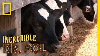 How Are They Now Dr Pol Updates Finnerty Farms  The Incredible Dr Pol [upl. by Secnarfyram]