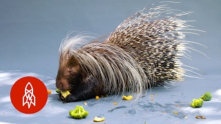 Meet the Worlds Largest Porcupine [upl. by Cope745]