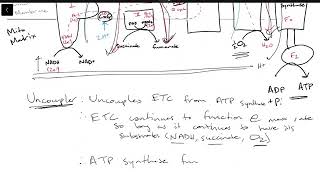 Uncouplers ETC Inhibitors and ATP Synthase Inhibitors [upl. by Annauqal592]