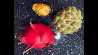 Checking on my Rollinia at night and got ripe Sugar Apple amp Dragon fruits [upl. by Sigmund]