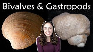 Mollusca Pt 2 Bivalves amp Gastropods Invertebrate Paleontology  GEO GIRL [upl. by Notgnilliw]