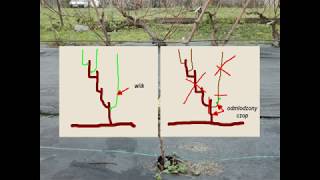 Cięcie i formowanie krzewów winorośli pojedyńczy Royat [upl. by Aikehs]