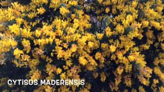 Cytisus maderensis Garden Center online Costa Brava  Girona [upl. by Eiuqram]