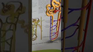 Structure of Nephrons  Uriniferous tubules Chapter 16 Excretory products amp their elimination [upl. by Ayatal]