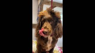 Sprocker grooming transformation  shorts youtubeshorts [upl. by Esyli708]