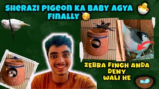 Finally sherazi pigeon ka bacha agya🥳Zebra finch andy deny wali he🥚🪺urduhindi [upl. by Rennold950]