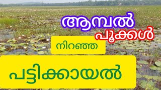 പാലക്കാട്‌ ജില്ലയിലെ രണ്ടാമത്തെ കായൽ [upl. by Evilo893]