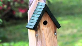 House Wren dismantling chickadee nest [upl. by Bores]