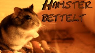 Hamster bettelt [upl. by Arbe]