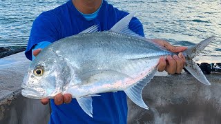 CATCHING BEAUTIFUL WHITE PAPIO  Papio fishing  Live Oama  Fishing in Hawaii  Hawaii fishing [upl. by Lucian175]