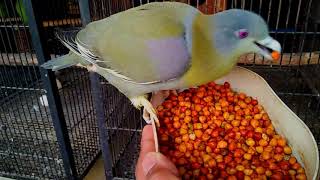 YELLOW FOOTED GREEN PIGEONS DETAILED VIDEO HERYAL [upl. by Hild]