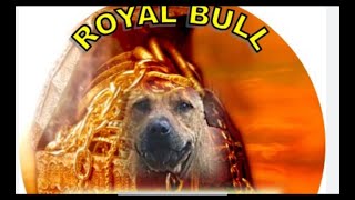 Royal Bull Kennels Update apbt dog [upl. by Haduhey]