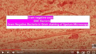 Gram negative cocci I GNC Bacteria I Gram Negative Bacteria in Gram staining [upl. by Vacuva927]