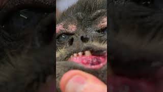 Mouth Ulcers Bad News For This Monkey 😭  Bondi Vet shorts [upl. by Files461]