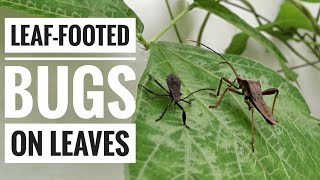 Leaffooted Bugs on Leaves COJIsland [upl. by Torrlow]