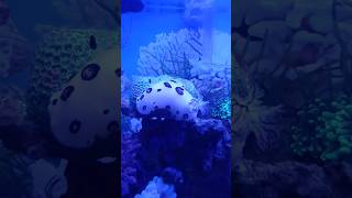 Nudibranch amp lintah kelinci nudibranch pokemon reels shortvideo shorts fyp [upl. by Airahs105]