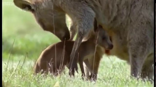 Newborn Baby Grey Kangaroo Attenborough Life of Mammals BBC [upl. by Blumenfeld342]