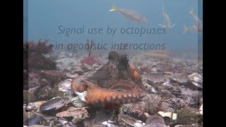 Signal Use by Octopuses in Agonistic Interactions Curr Biol Jan 28 2016 Vol 26 Issue 3 [upl. by Arhna]