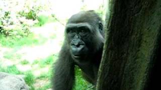 NYC STOMP Cast with Bronx Zoo Gorillas [upl. by Deth]