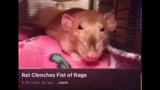 Rat clenches fist of rage [upl. by Arihsan]