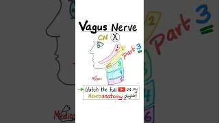 Vagus Nerve  10th Cranial Nerve  CN X  Neuroanatomy Part 3…anatomy biology physiology mbbs [upl. by Granger823]