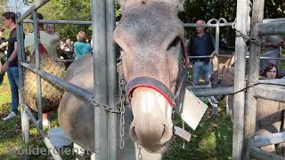 Ernte und Tierschaufest in Drolshagen [upl. by Iat739]