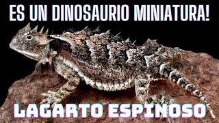 Descubre al Lagarto Espinoso El Reptil con la Armadura Más Temible reptil lagarto wildlife [upl. by Yehus]