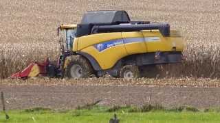 Corn Harvest 2013  New Holland CX8050  Capello corn head [upl. by Elorak]