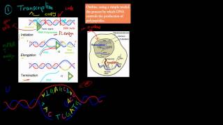 3 Protein Synthesis HSC biology [upl. by Rossuck]