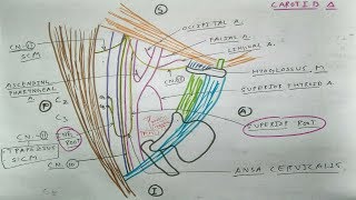 Carotid Triangle 44  Content and diagram  TCML [upl. by Tanner78]