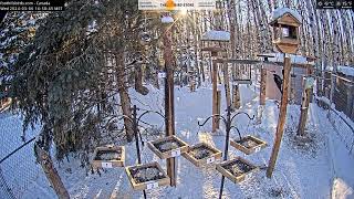 20240306  Foothills Birds  Live BirdCam 65 Species [upl. by Katrine527]