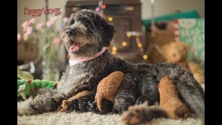 3 Week Old Bordoodle Puppies for Sale Sydney  Borderdoodle Breeders NSW Australia [upl. by Aschim]