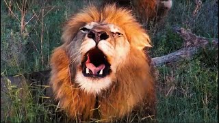 Lions Roaring Compilation  Kruger Park Sightings [upl. by Une506]